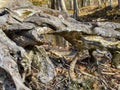 Natures confusion abstract of aged cracked chipped and twisted tangled old tree roots Royalty Free Stock Photo